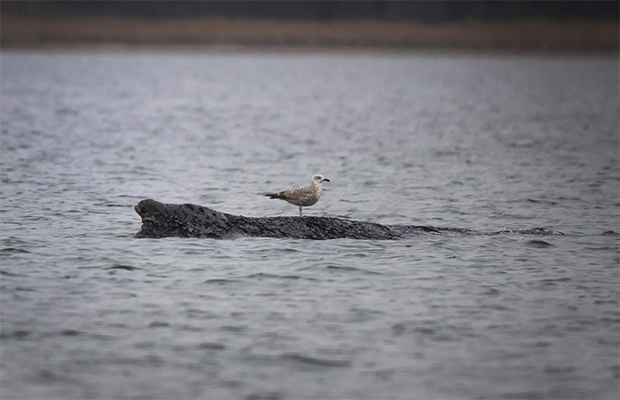 Expertos ya no ven posibilidades de salvar a la ballena varada frente a la costa alemana