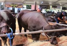 Expoferia Nacional mostrará avances productivos y tecnológicos del campo