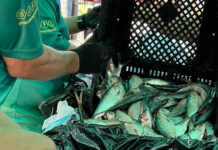 Ferias del pescado en Aragua preservaron tradiciones alimentarias de la Semana Santa