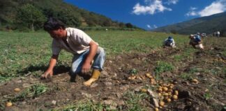 Gobierno de la India interesado en la producción de Trujillo