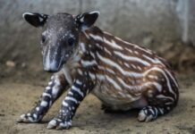 Gobierno nacional fortalece protección de la danta y especies endémicas