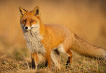 Hallan bacterias resistentes a antibióticos en zorros y aves salvajes