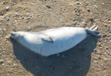 Hallan cerca de un centenar de focas muertas en la costa del Caspio de Kazajistán