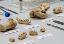 Hallan un marcador óseo asociado a la menstruación en restos humanos de siglos XIV a XVIII