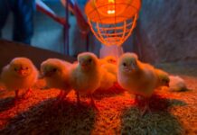 IVIC impulsa alternativa proteica para reducir la importación de alimento animal