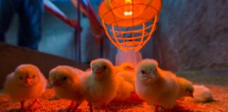 IVIC impulsa alternativa proteica para reducir la importación de alimento animal