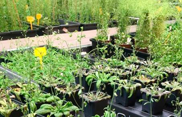 Identifican-el-'interruptor