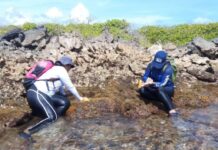 Investigadores venezolanos estudian potencial farmacológico de algas rojas en Morrocoy