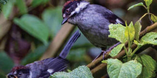 Ivic dictará taller de observación de aves en mayo