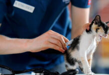La EMA respalda la primera vacuna veterinaria con tecnología de ARN para gatos