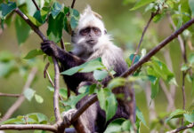 La IA, aliada de China para conservar a su endémico langur de cabeza blanca