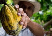 La UE presenta nuevo reglamento para importación de café y cacao a productores venezolanos