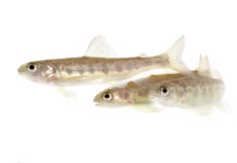 La contaminación por cocaína altera el comportamiento del salmón en su hábitat natural