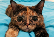 La hipoplasia cerebelosa en gatos: anomalía genética o neurológica