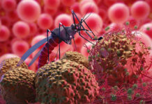 La malaria determinó la distribución de las primeras poblaciones humanas