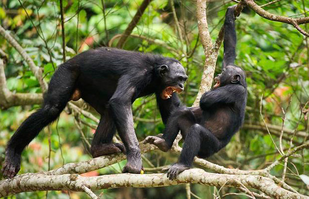 La-mayor-comunidad-de-chimpancés