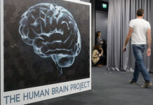 La regeneración cerebral de algunas aves podría inspirar la reparación del cerebro humano