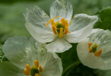 La sorprendente flor que se vuelve transparente cuando llueve y parece de cristal