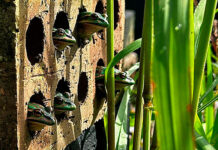La variedad de hábitats dentro de los bosques ayuda a las ranas a combatir un hongo mortal