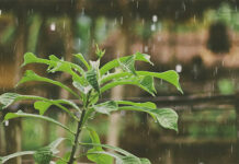 Las plantas pueden percibir el sonido de la lluvia y germinar más rápido