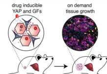 Logran cultivar tejido hepático sano en un organismo, el primer paso para futuras terapias