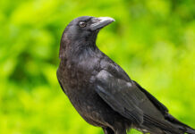 ¿Los cuervos son inteligentes? Todo indica que sí