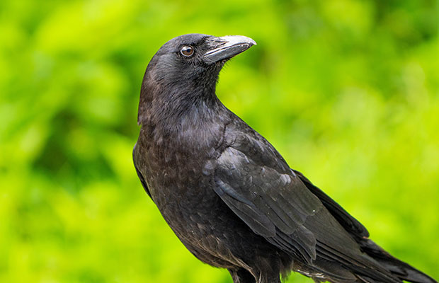 Los-cuervos-son-inteligentes