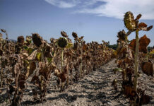 Los efectos de las olas de calor en la agricultura amenazan a mil millones de personas