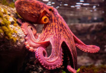 Los pulpos gigantes dominaron los mares durante el Cretácico