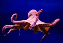 Los pulpos poseen un brazo reproductor que detecta a las hembras sin verlas