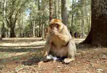 Monos de Gibraltar comen tierra para contrarrestar los efectos de la comida basura humana