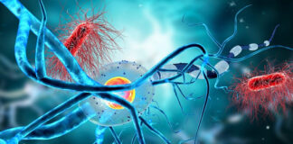 Neuronas impresas se comunican con las células cerebrales vivas