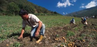 Nuevo ministro de Agricultura priorizará el desarrollo agroindustrial y campesino