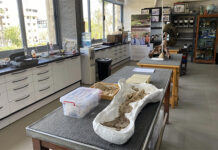 Paleontólogos egipcios buscan en el desierto más claves del abuelo de los simios actuales