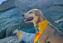 Perriguías promueven las costas de Choroní