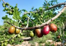 Píritu se prepara para la emblemática «Feria de la Ciruela» en Capachal