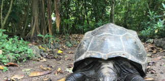Procesos ecológicos perdidos hace 180 años se recuperan gracias a diez tortugas gigantes