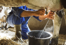 Producción láctea en Portuguesa se ubica en 300 mil litros diarios