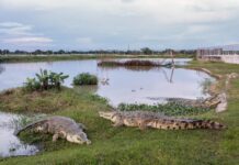 Programa Nacional de Conservación del Caimán del Orinoco procura recuperar las poblaciones silvestres