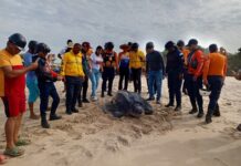 Protegen 68 huevos de tortuga cardón en playa Copacabana del estado Sucre