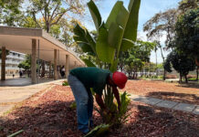 Recuperan áreas verdes de la UCV para preservar el paisajismo original