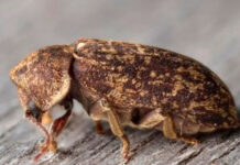 Reportan por primera vez en Ecuador un escarabajo que perfora la madera y cultiva hongos