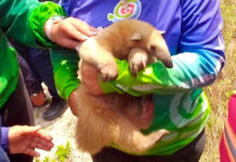 Rescatan y atienden un oso melero en la Bahía de Patanemo