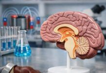 Rusia desarrolla técnica para activar neuronas sin cirugía