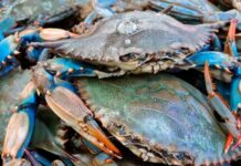 Ruta del Cangrejo Azul iniciará el 29 de abril en Mérida