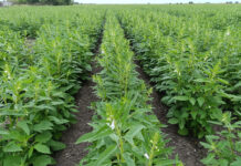 Se desploma siembra de ajonjolí: pasó de 18.000 a 8.000 hectáreas