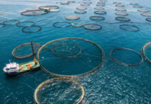 Sector acuicultura reporta caída en la producción de camarón blanco de más de 40%