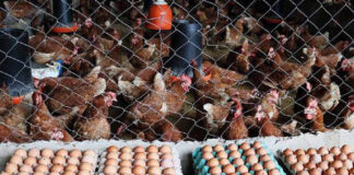 Sector avícola reporta crecimiento sostenido en la producción de pollo y huevo