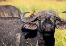 Sector bufalino aporta el 40% de la leche para quesos en Venezuela