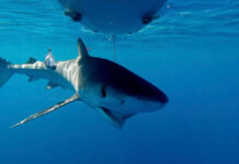 Tiburón le arrancó la pierna a un médico en su luna de miel